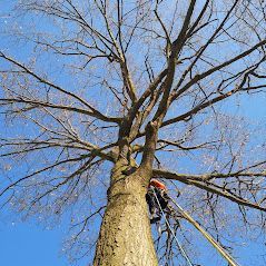 Une personne grimpe sur un arbre sans feuilles.