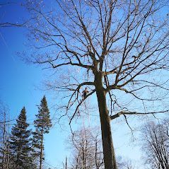 Une personne grimpe à un arbre avec une tronçonneuse.