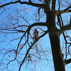 Un homme grimpe à un arbre avec une corde.