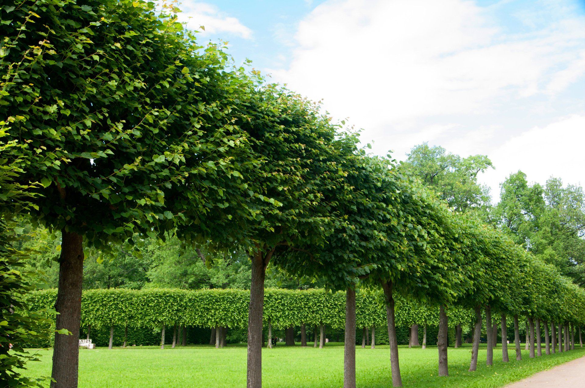 Allée de parc bordée d'arbres, avec des canopées vertes bien taillées et de l'herbe sous un ciel lumineux
