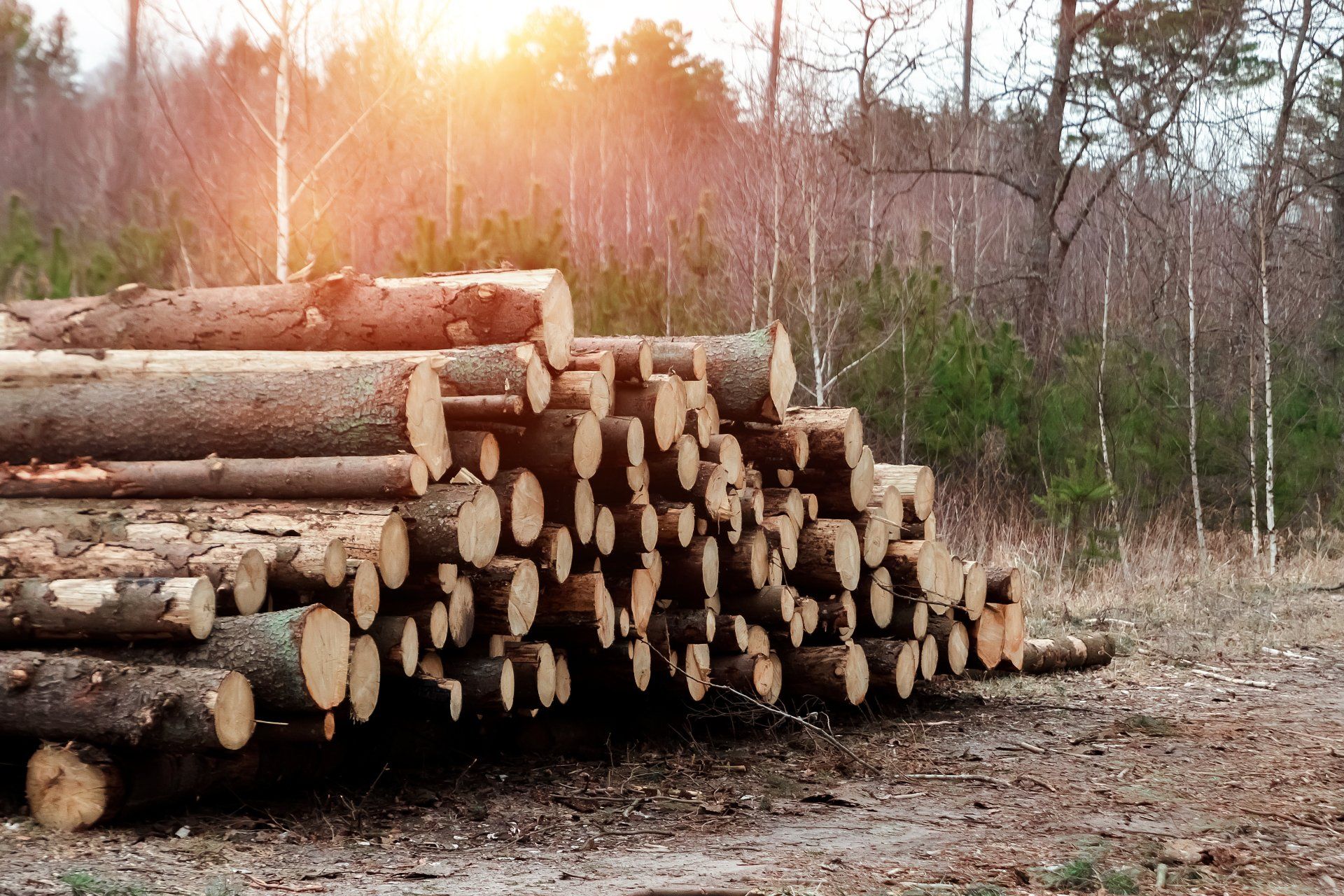 Un tas de bûches au milieu d'une forêt.