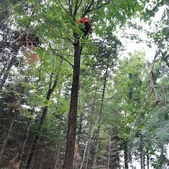 Un homme grimpe à un arbre dans les bois.