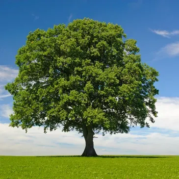 Un grand arbre au milieu d'un champ herbeux