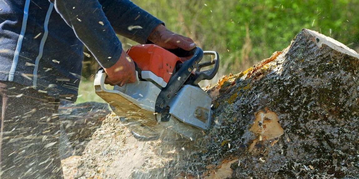 Un homme coupe une souche d'arbre avec une tronçonneuse.