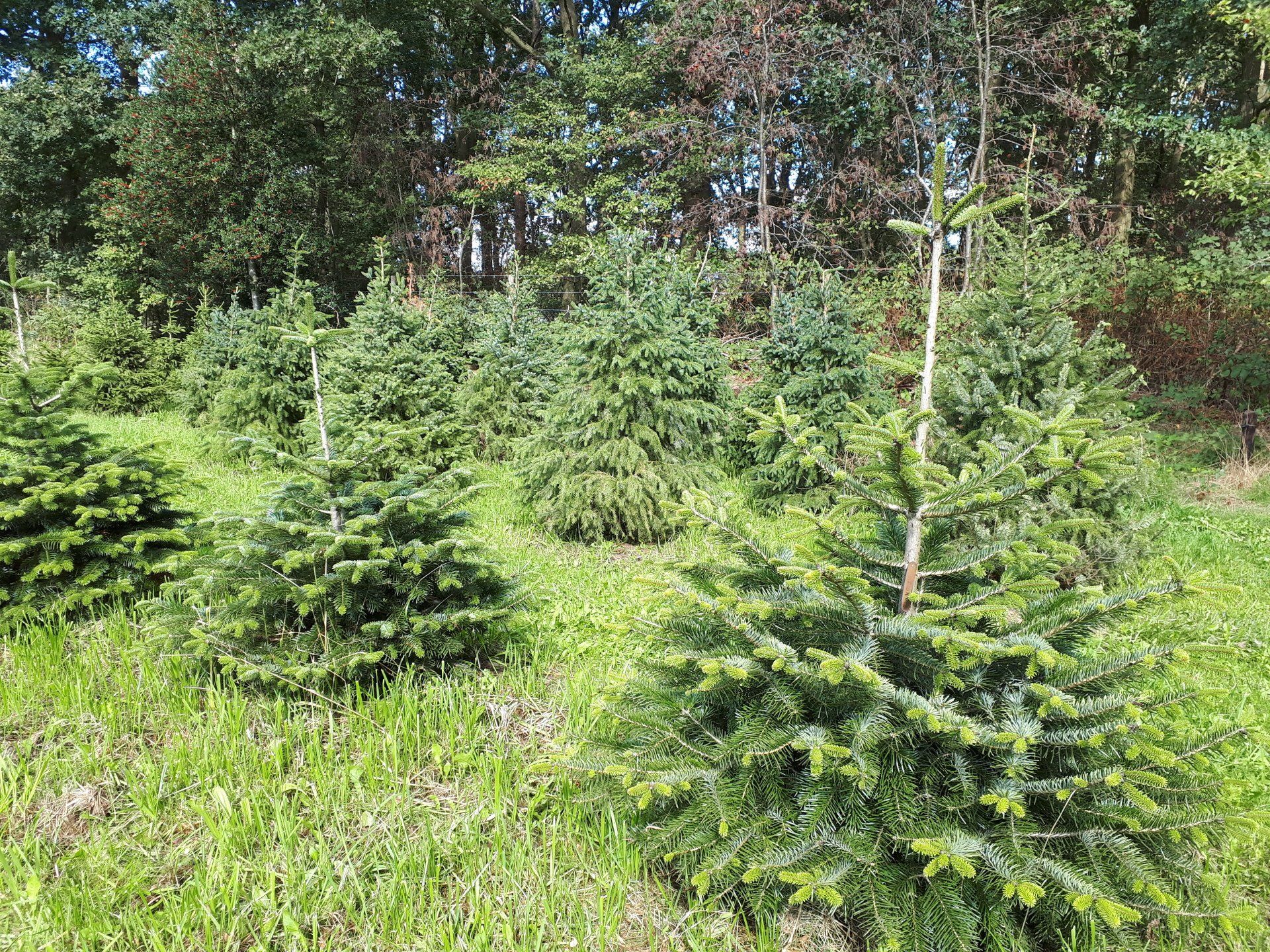 Kerstbomen in de wei