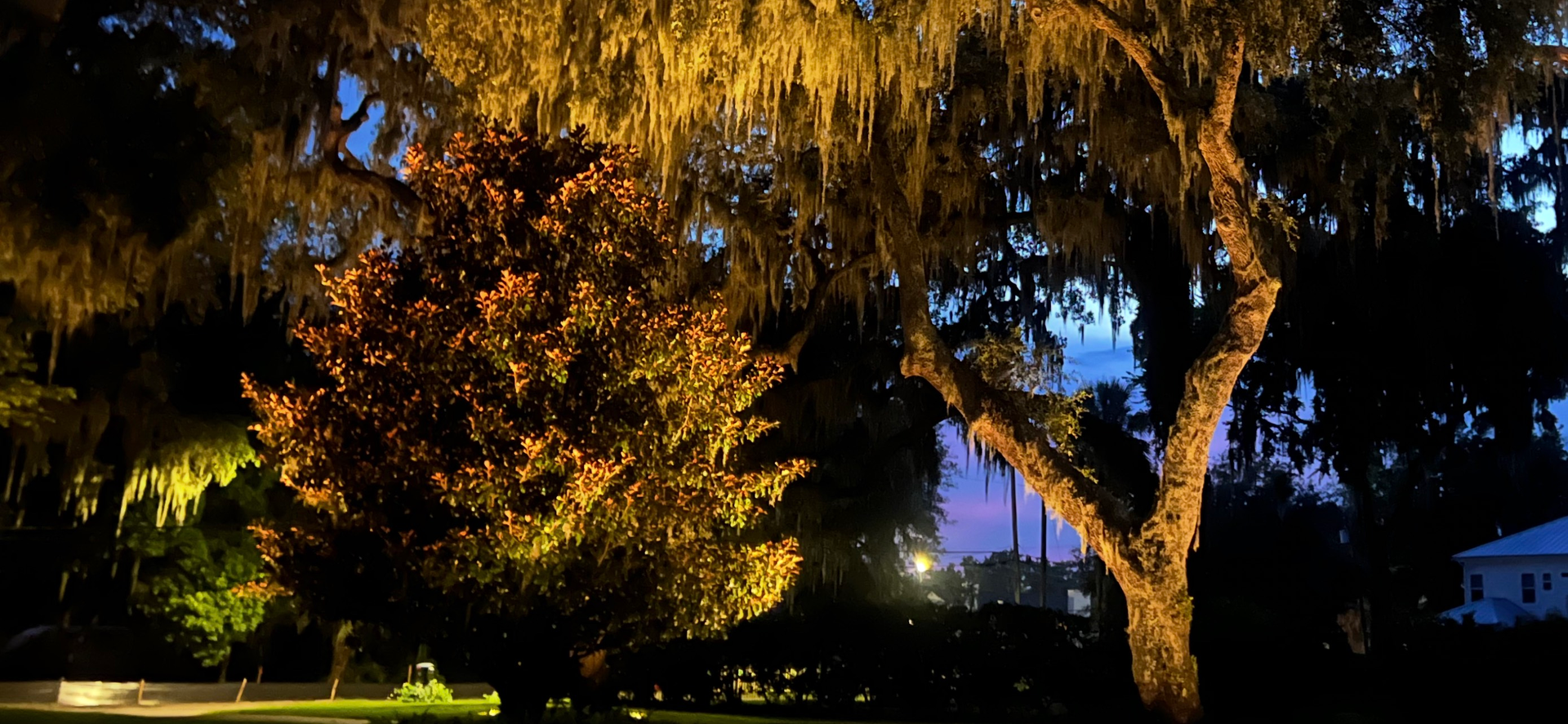 Trees illuminated at night, with Spanish moss, golden and dark hues, and a hint of a building in the background.