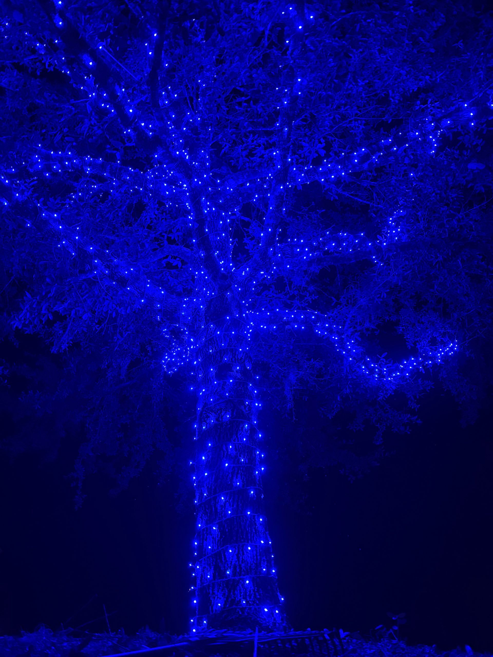 Tree wrapped in blue fairy lights against a dark night sky.