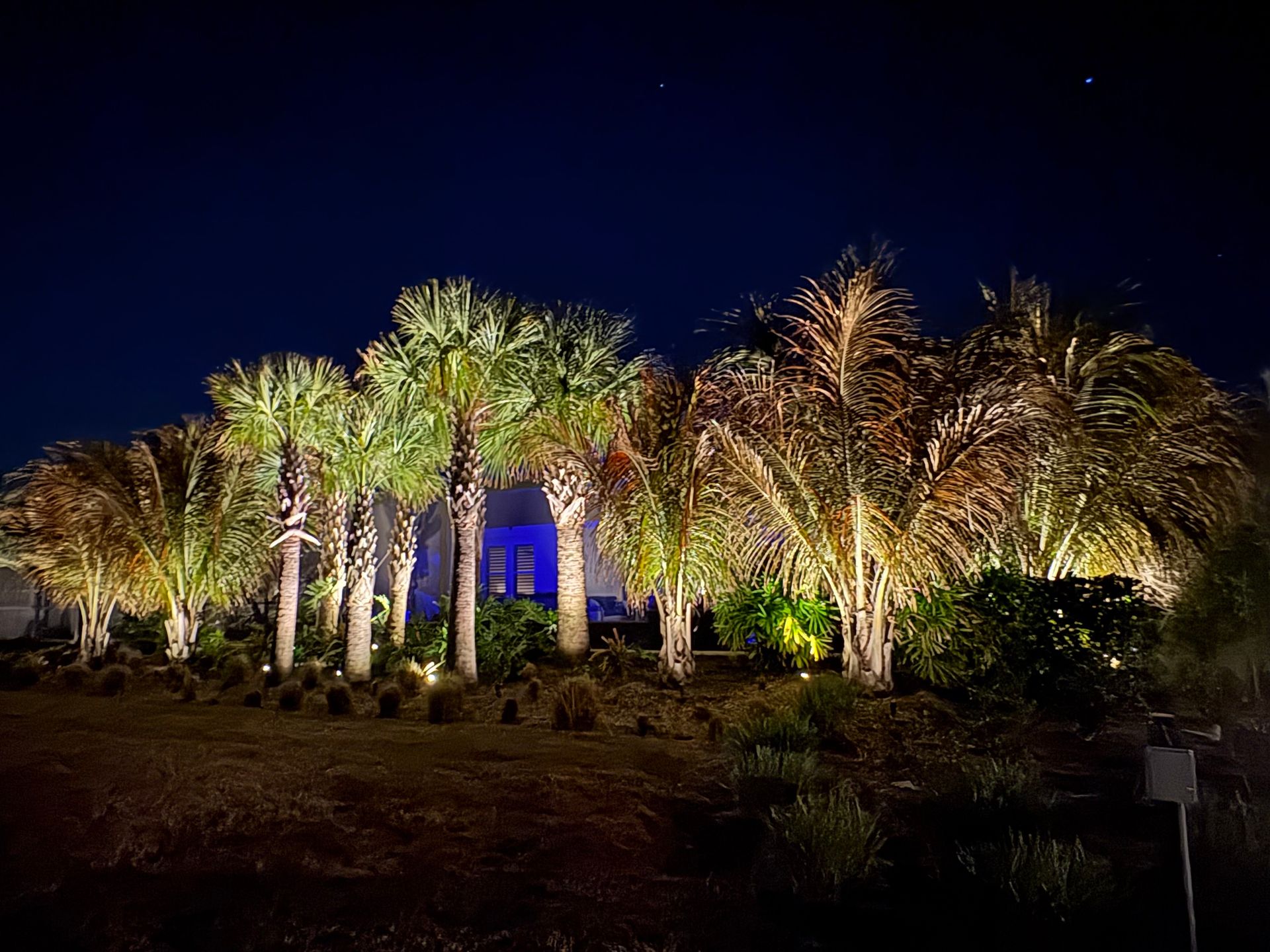 Lit palm trees at night, with a dark blue sky above.