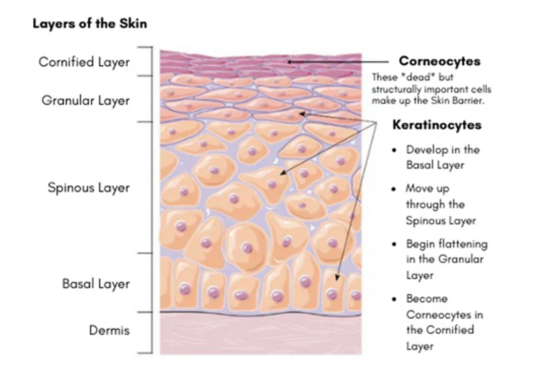 corneocytes and katinocytes