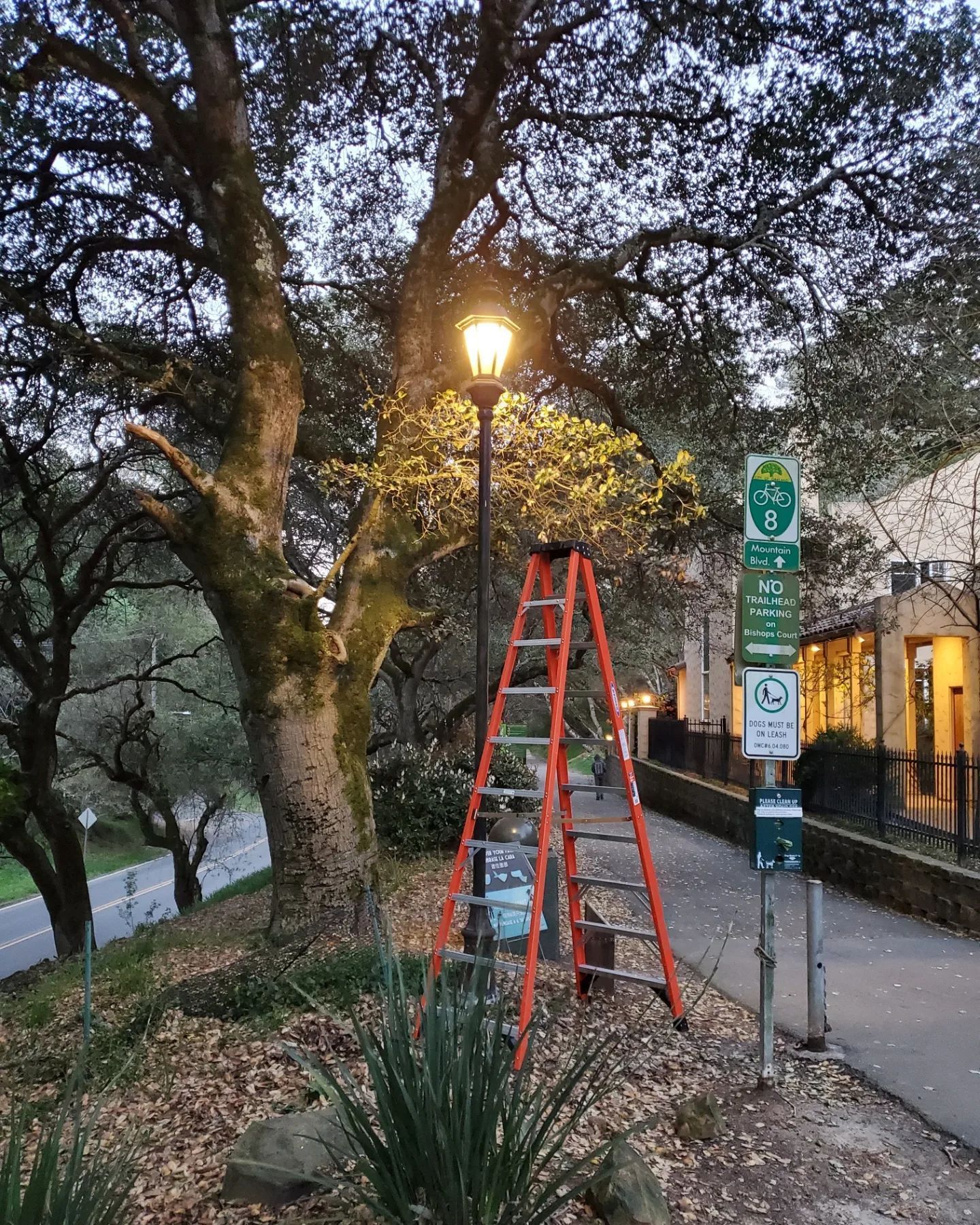 Orange ladder leaning against a lamppost, next to a sign, under a tree.