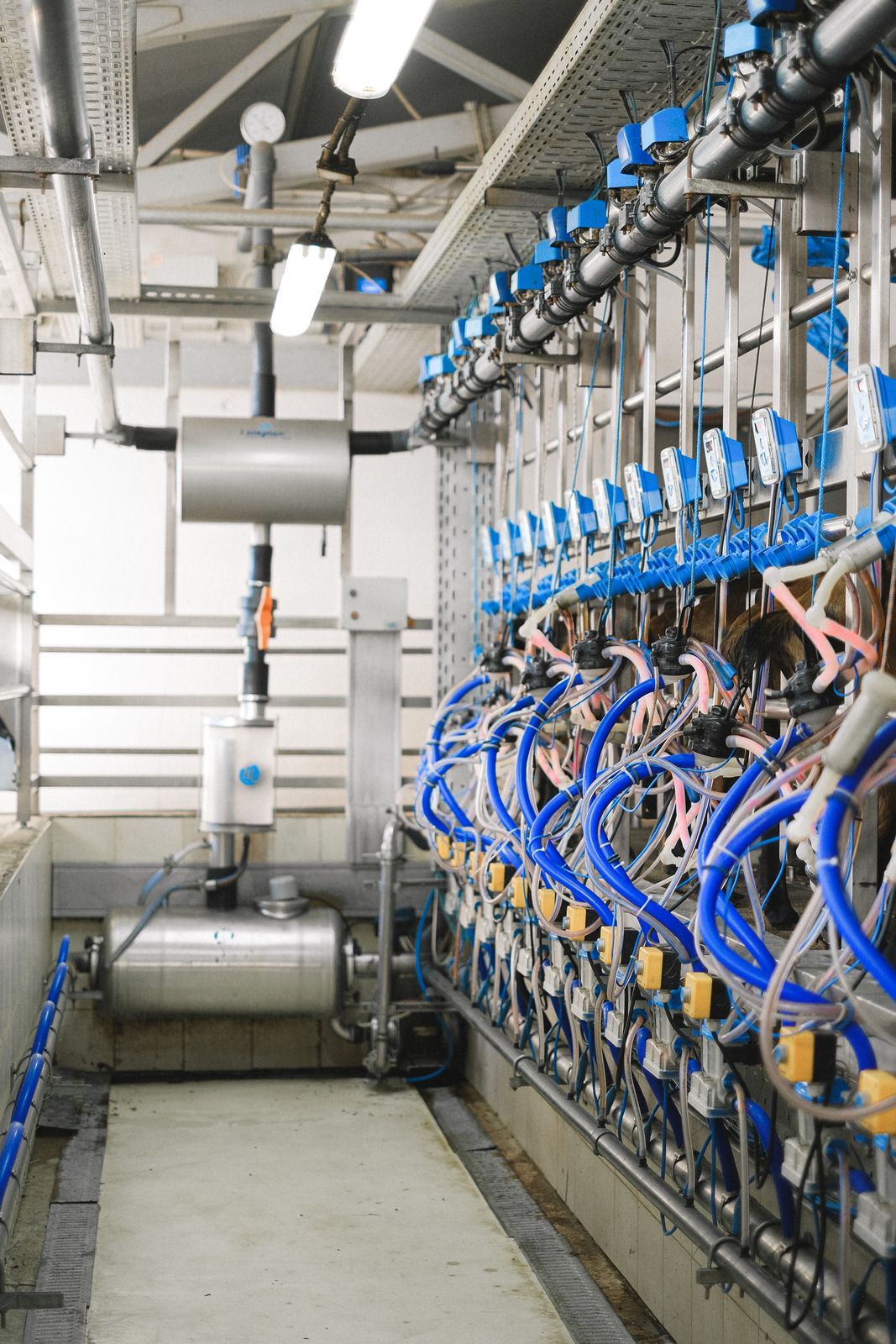 Dairy farm milking parlor with rows of milking equipment and blue hoses.