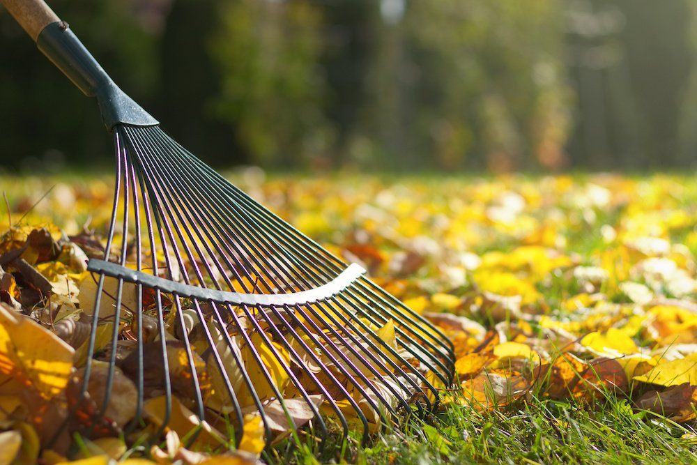 Person using a rake to gather fallen leaves in a garden during autumn cleanup.