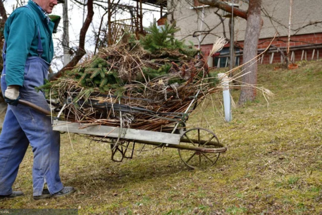 A gardener wheeling a handbarrow loaded with dry grass and branches during spring cleaning in the garden.