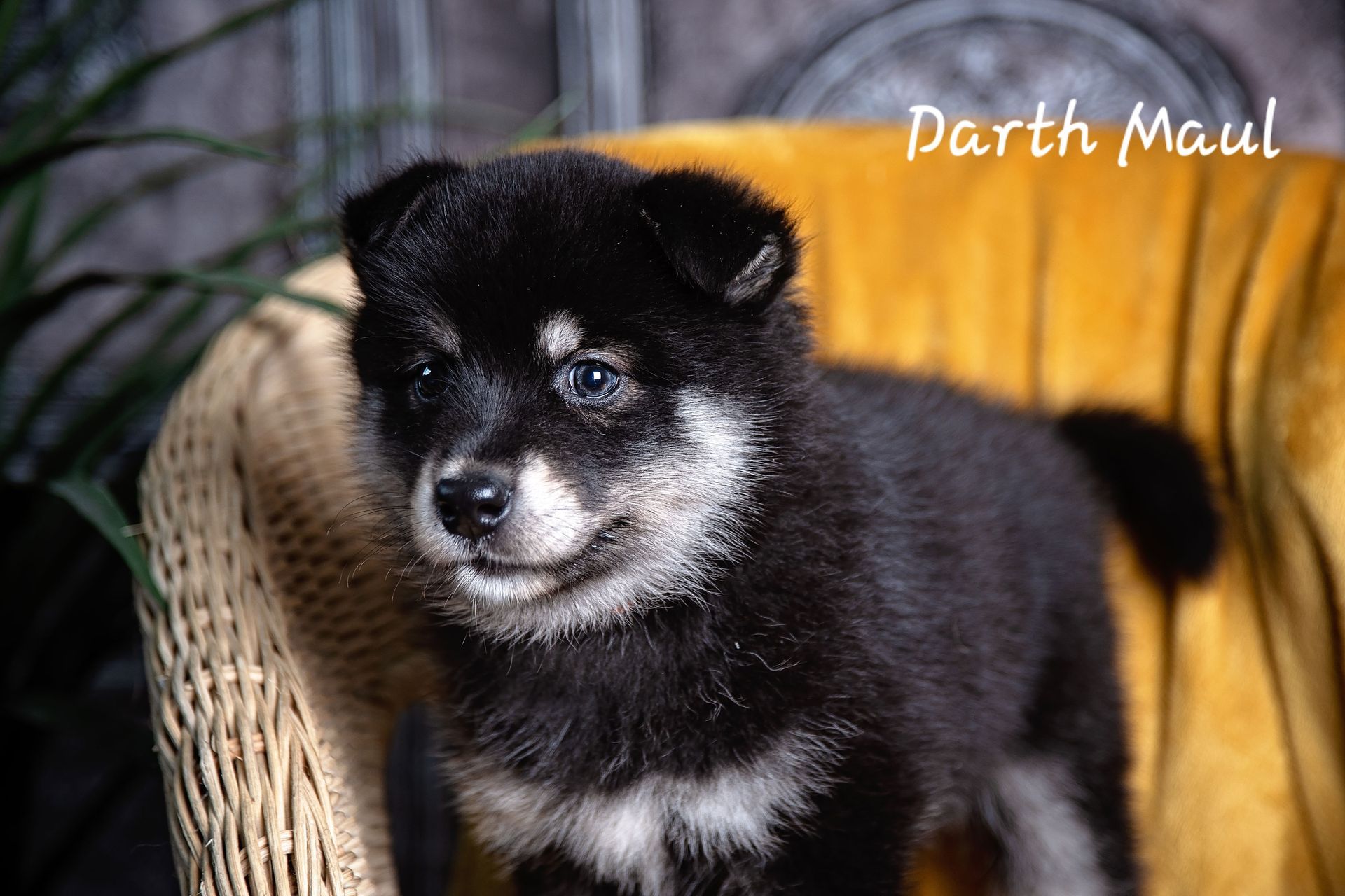 Available Pomsky Puppies