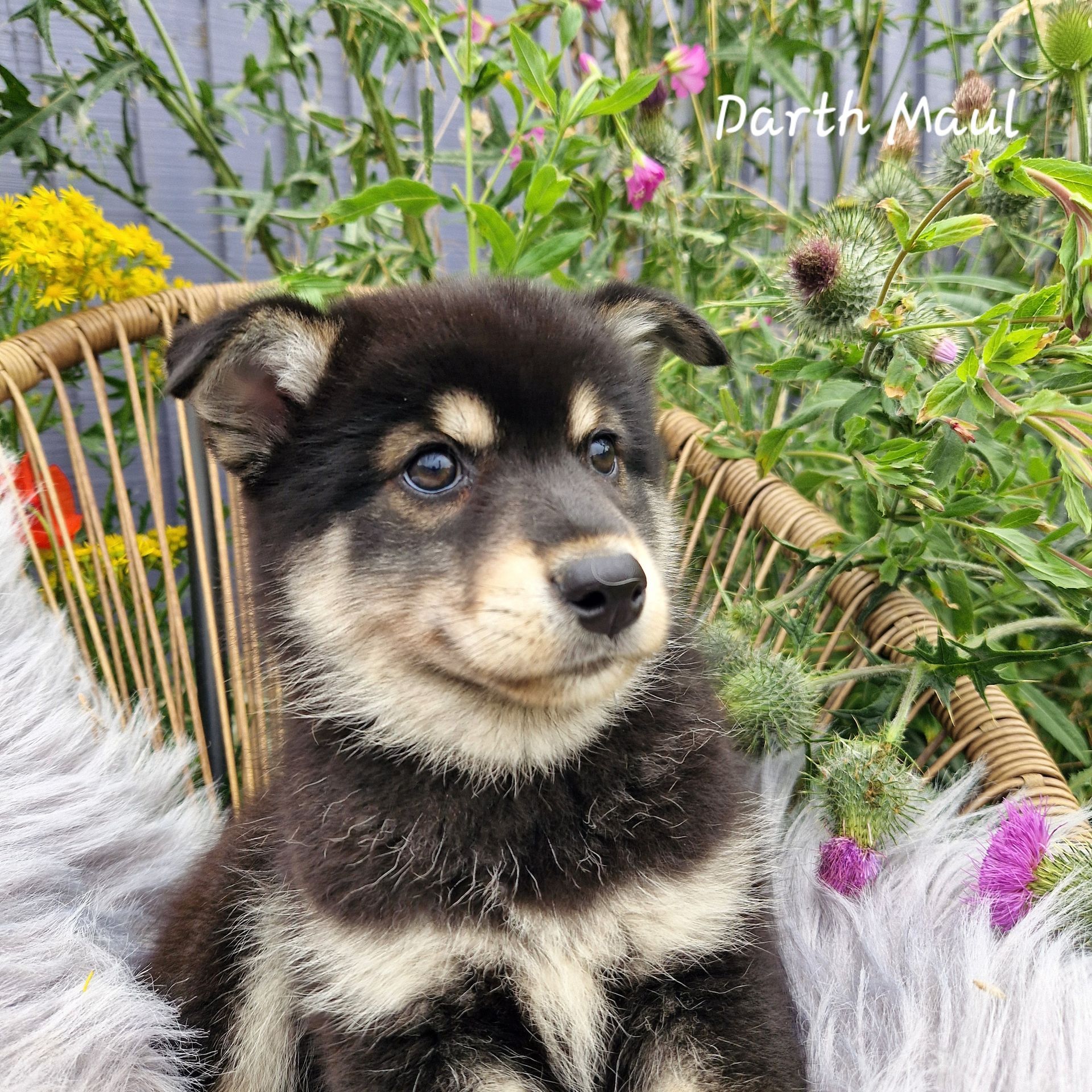 Available Pomsky Puppies