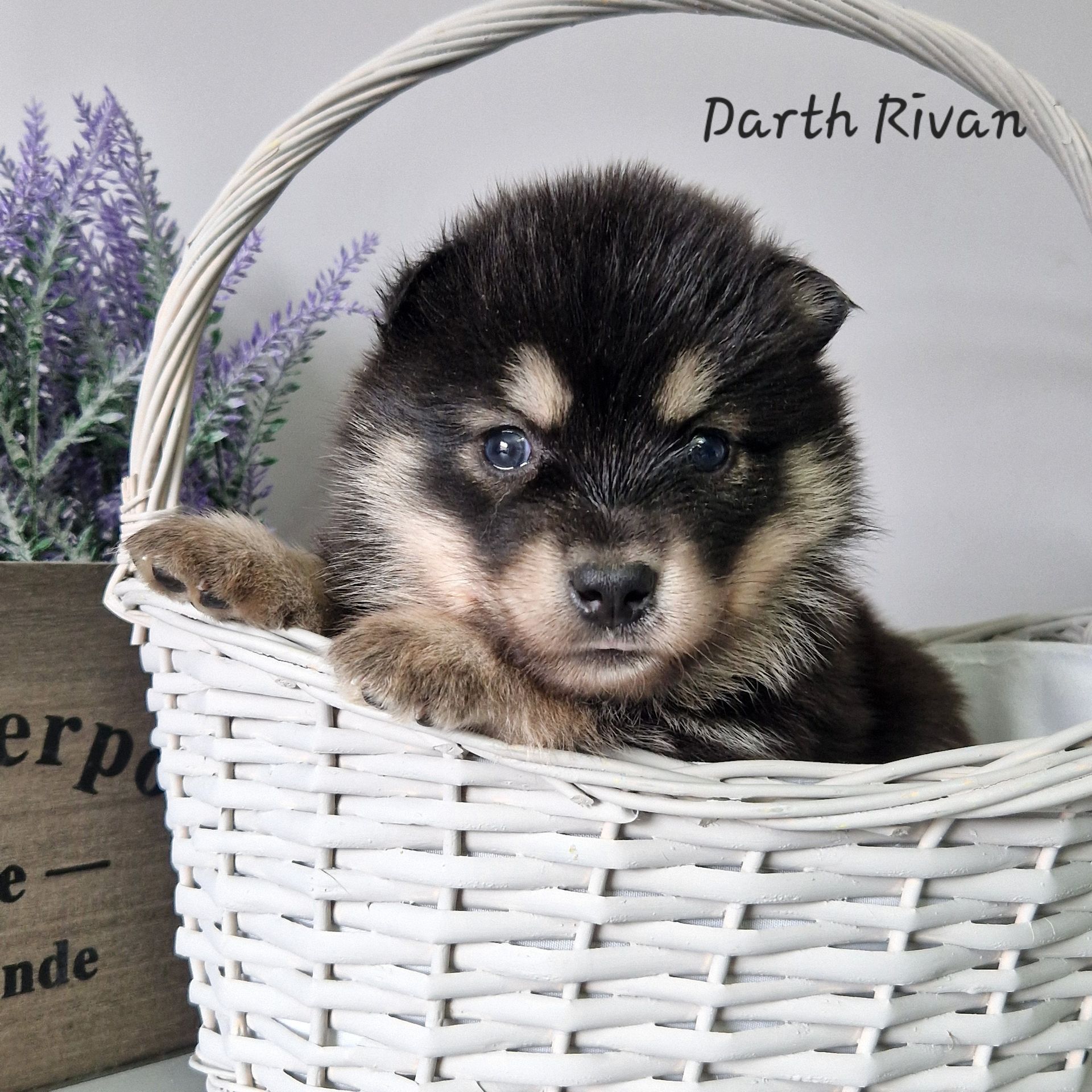 Available Pomsky Puppies