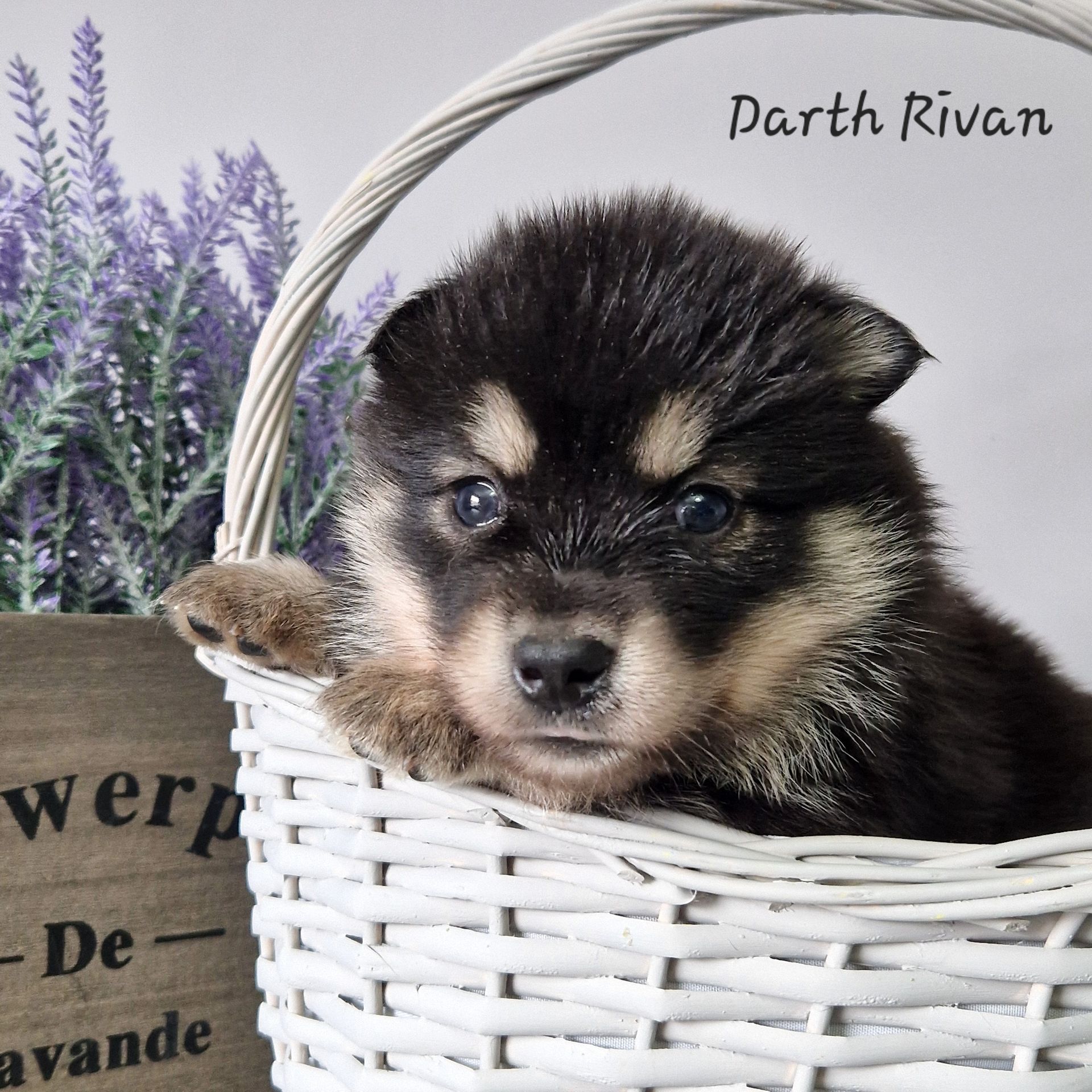 Available Pomsky Puppies