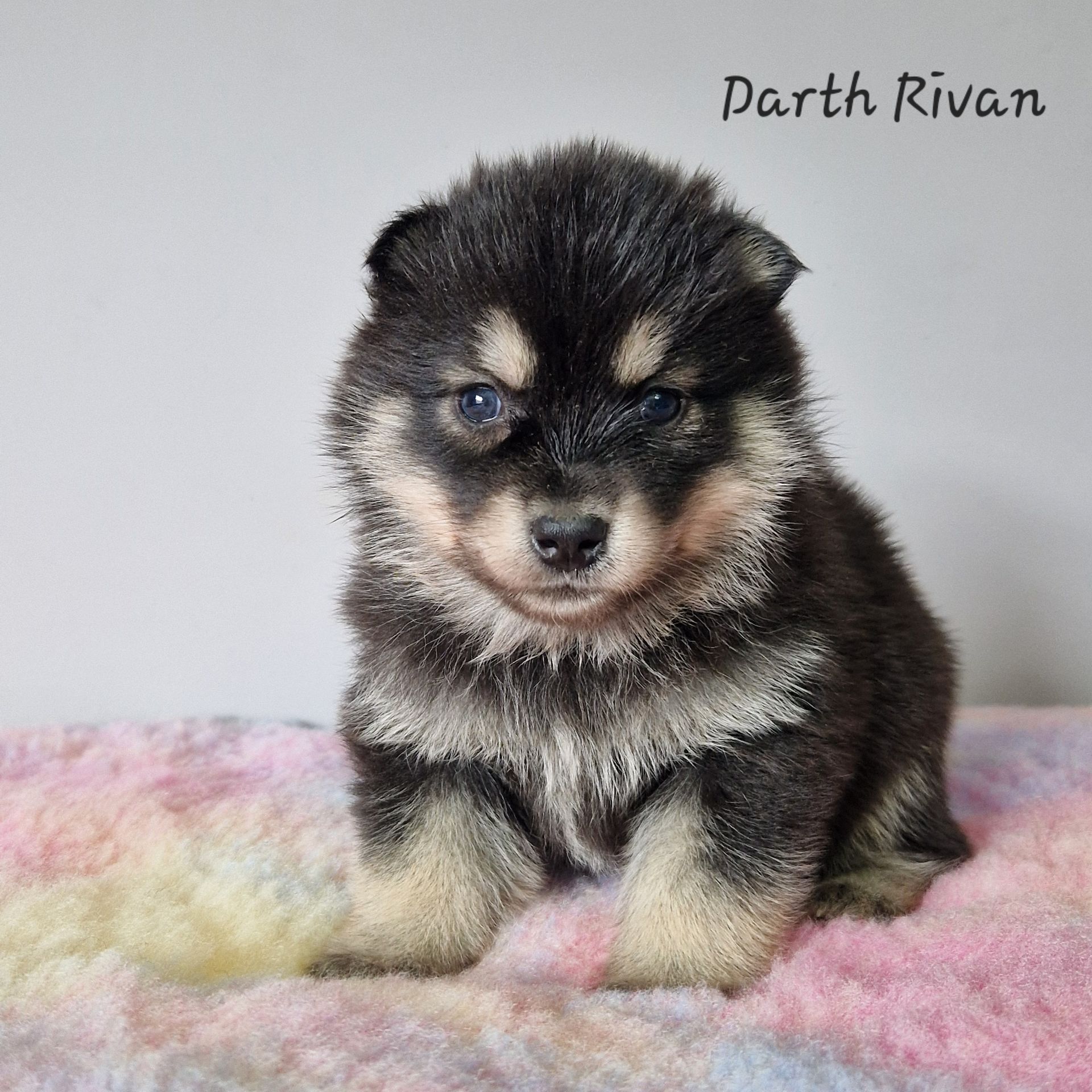 Available Pomsky Puppies