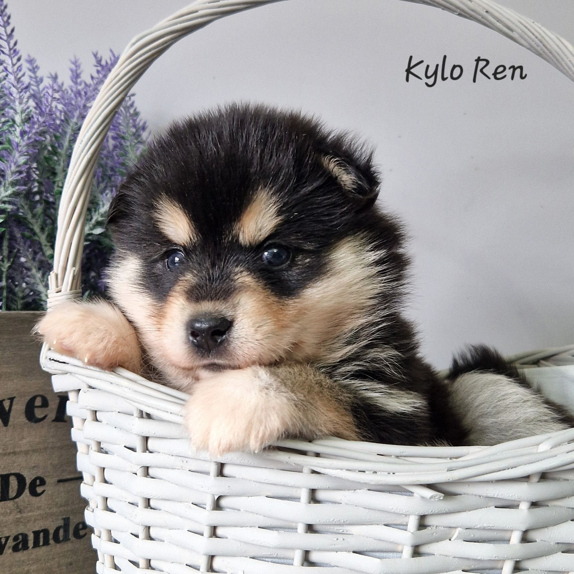 Available Pomsky Puppies