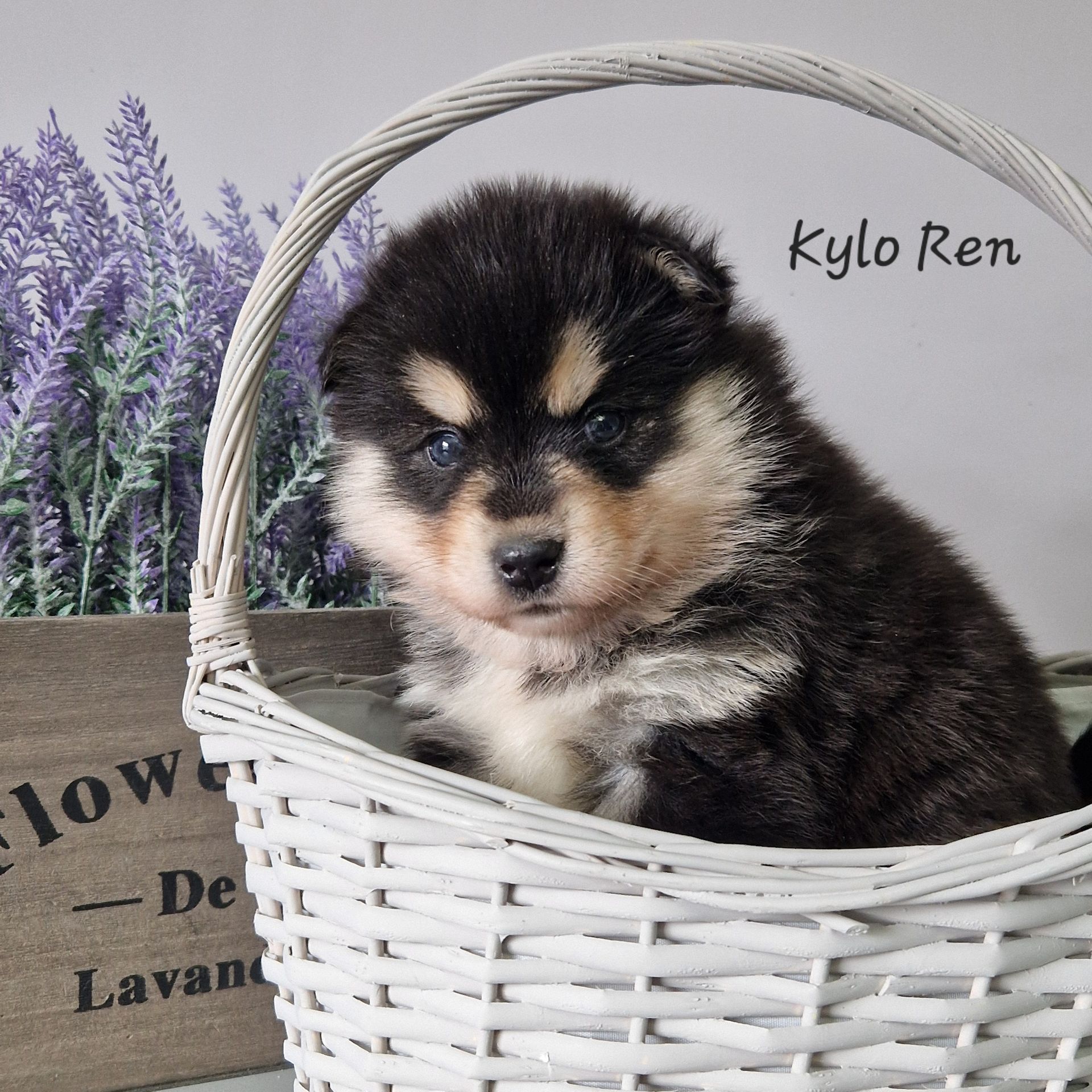 Available Pomsky Puppies