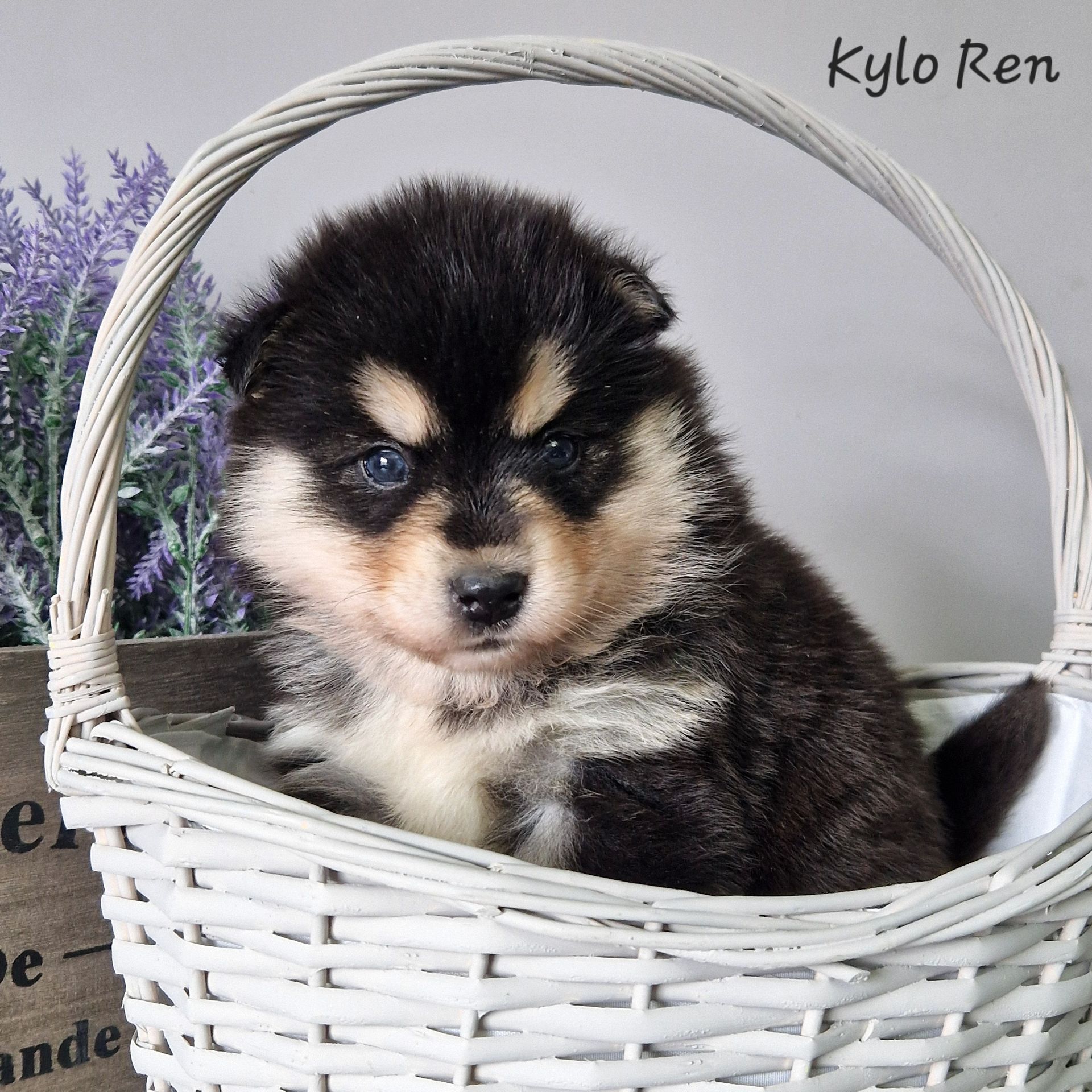 Available Pomsky Puppies