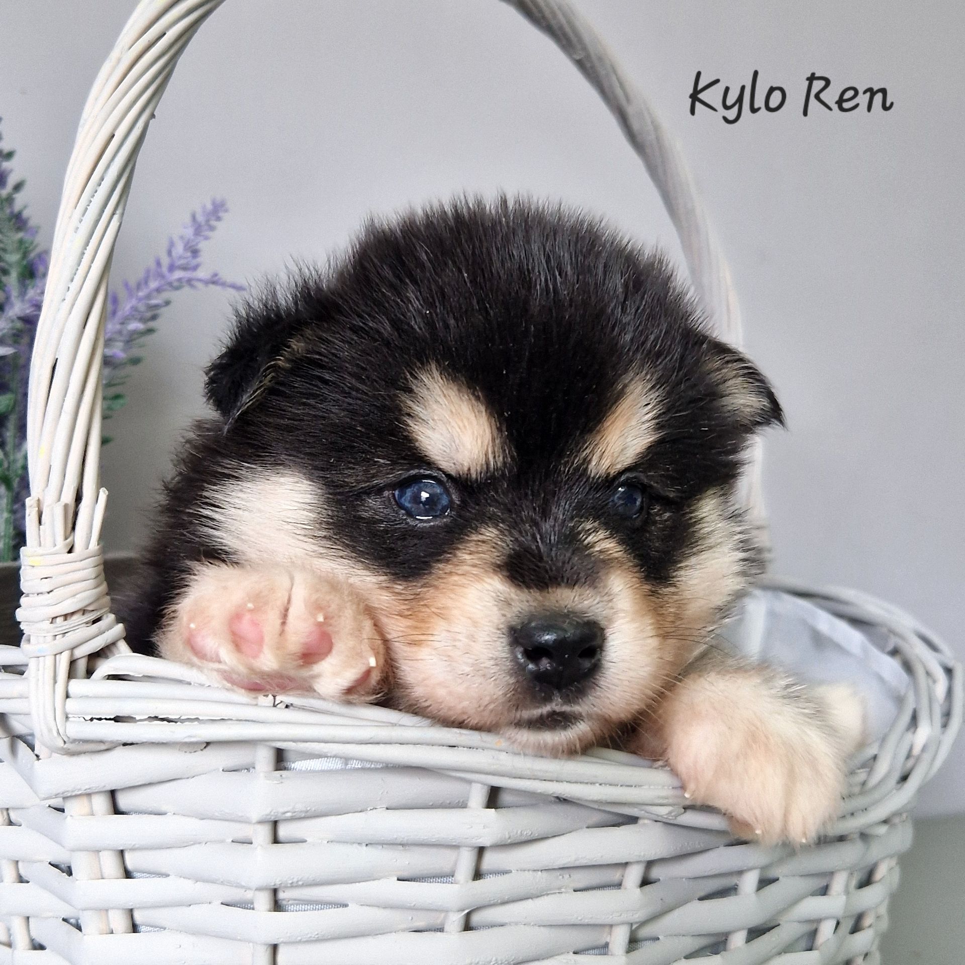 Available Pomsky Puppies