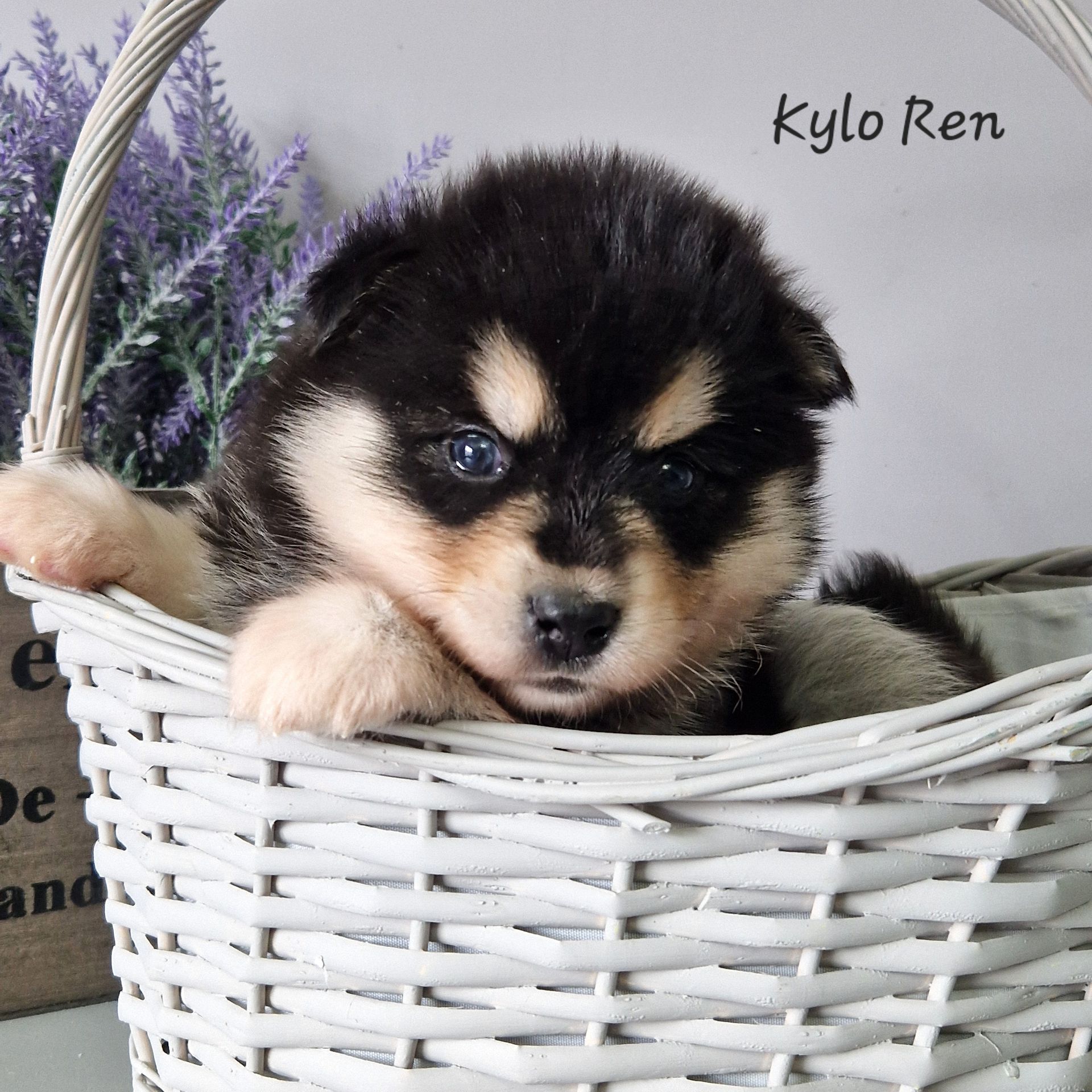 Available Pomsky Puppies