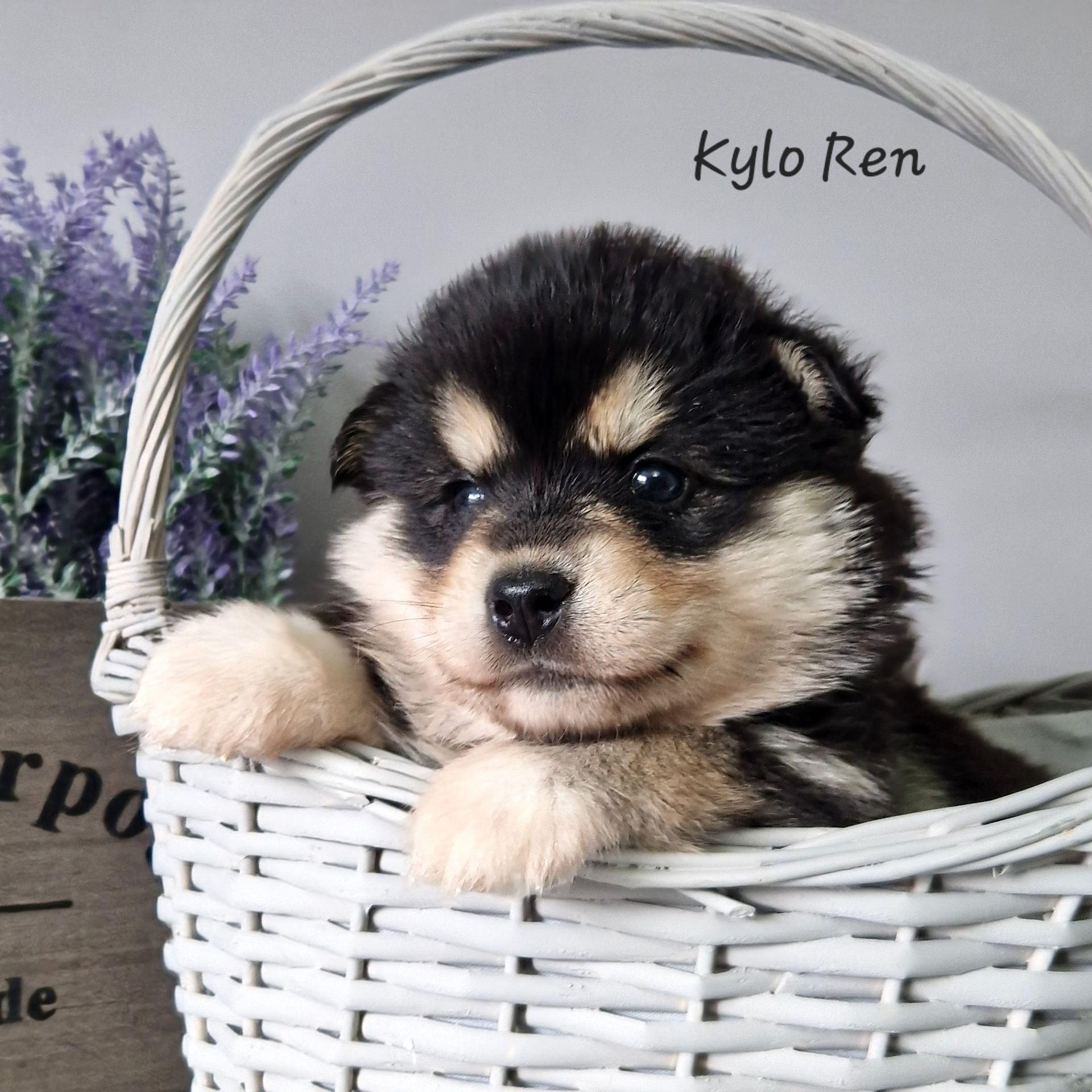 Available Pomsky Puppies