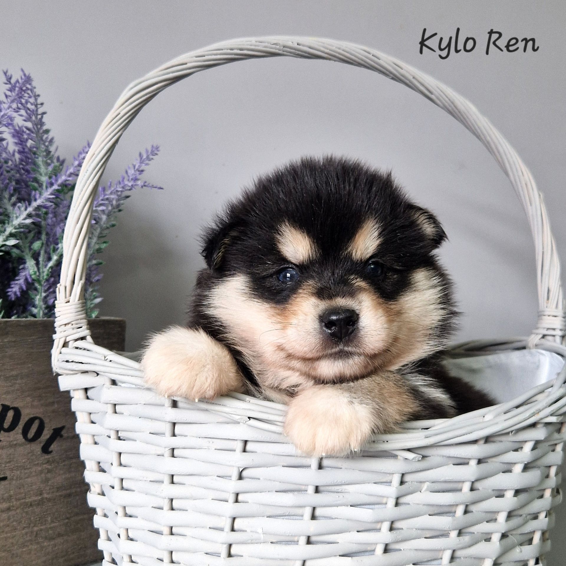 Available Pomsky Puppies