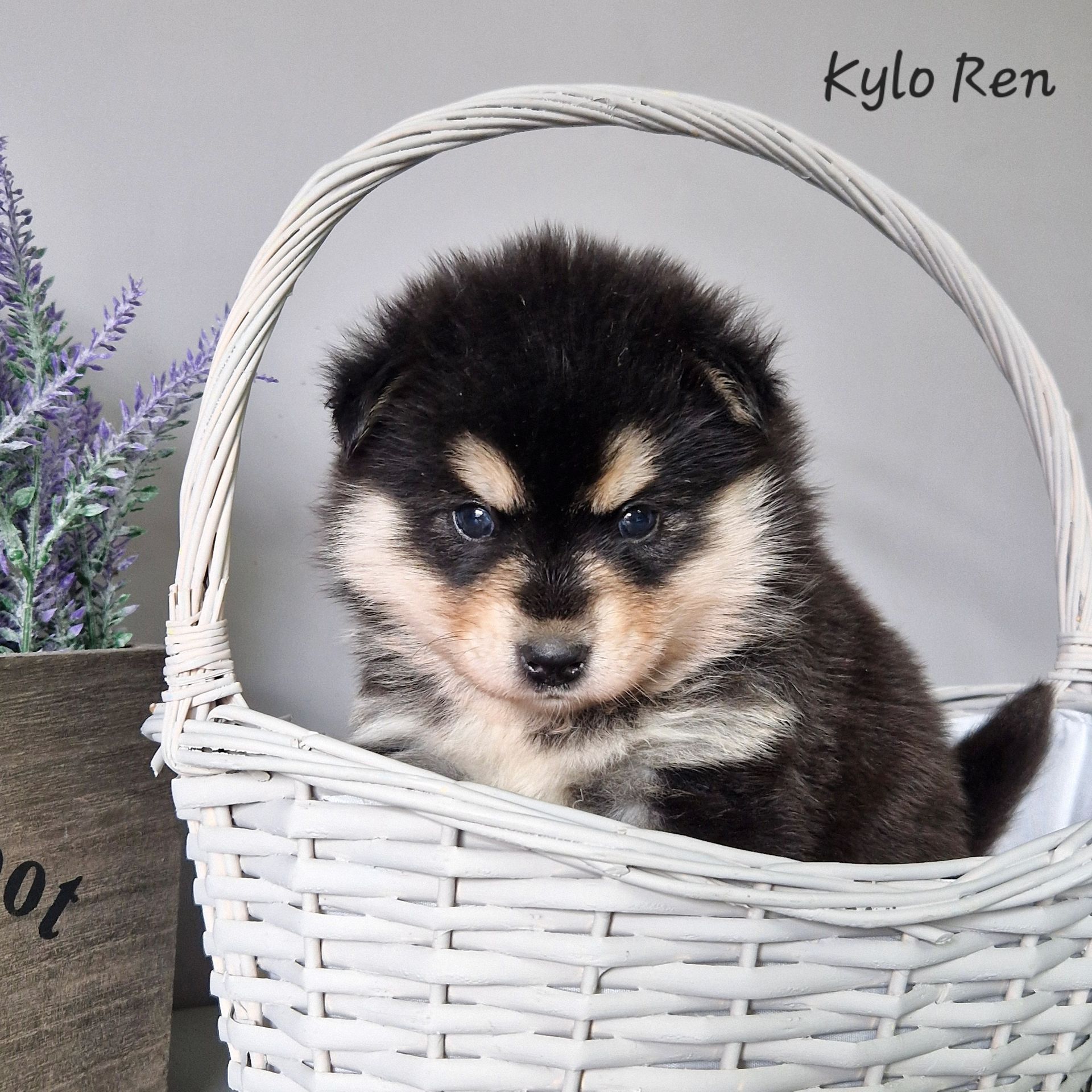 Available Pomsky Puppies