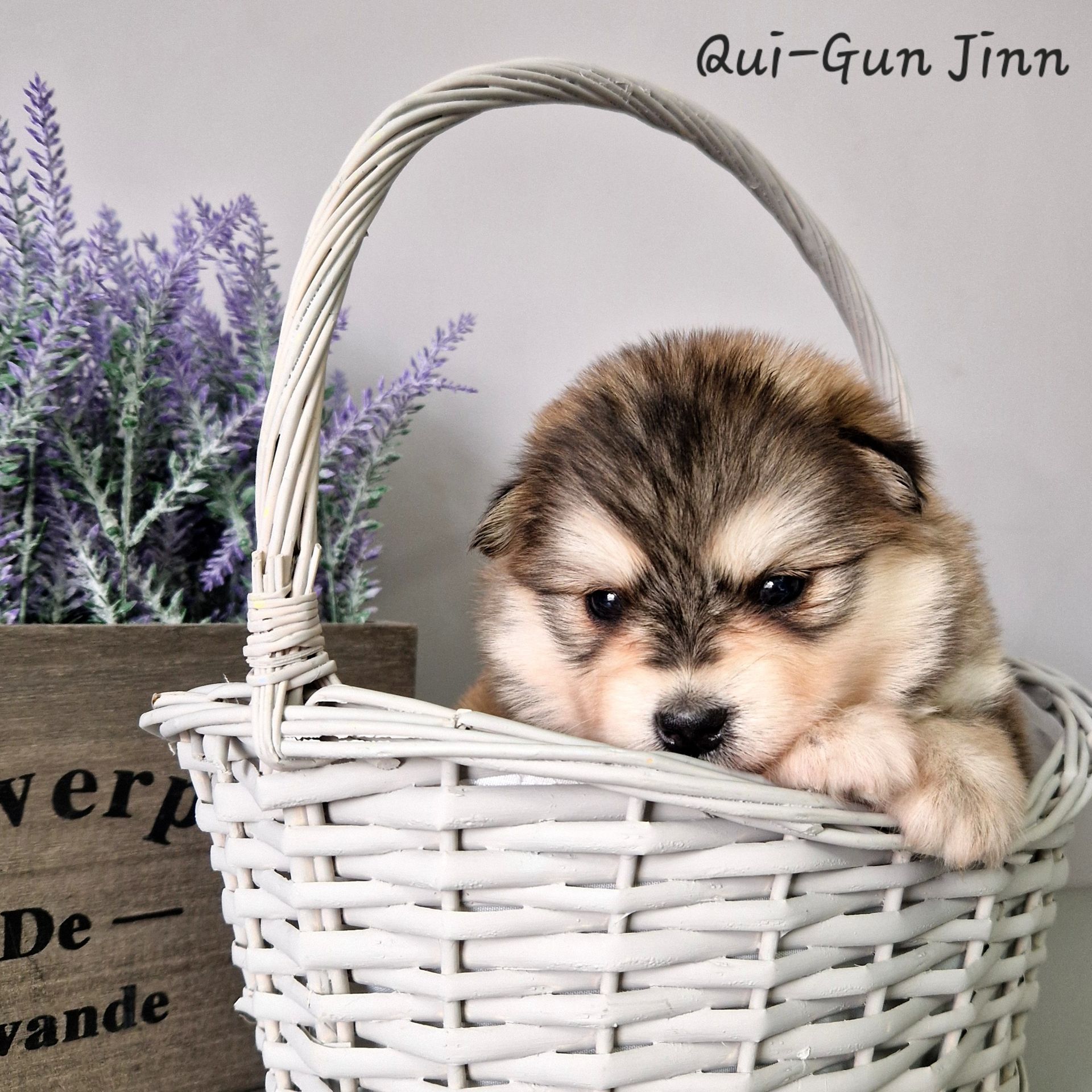 Available Pomsky Puppies