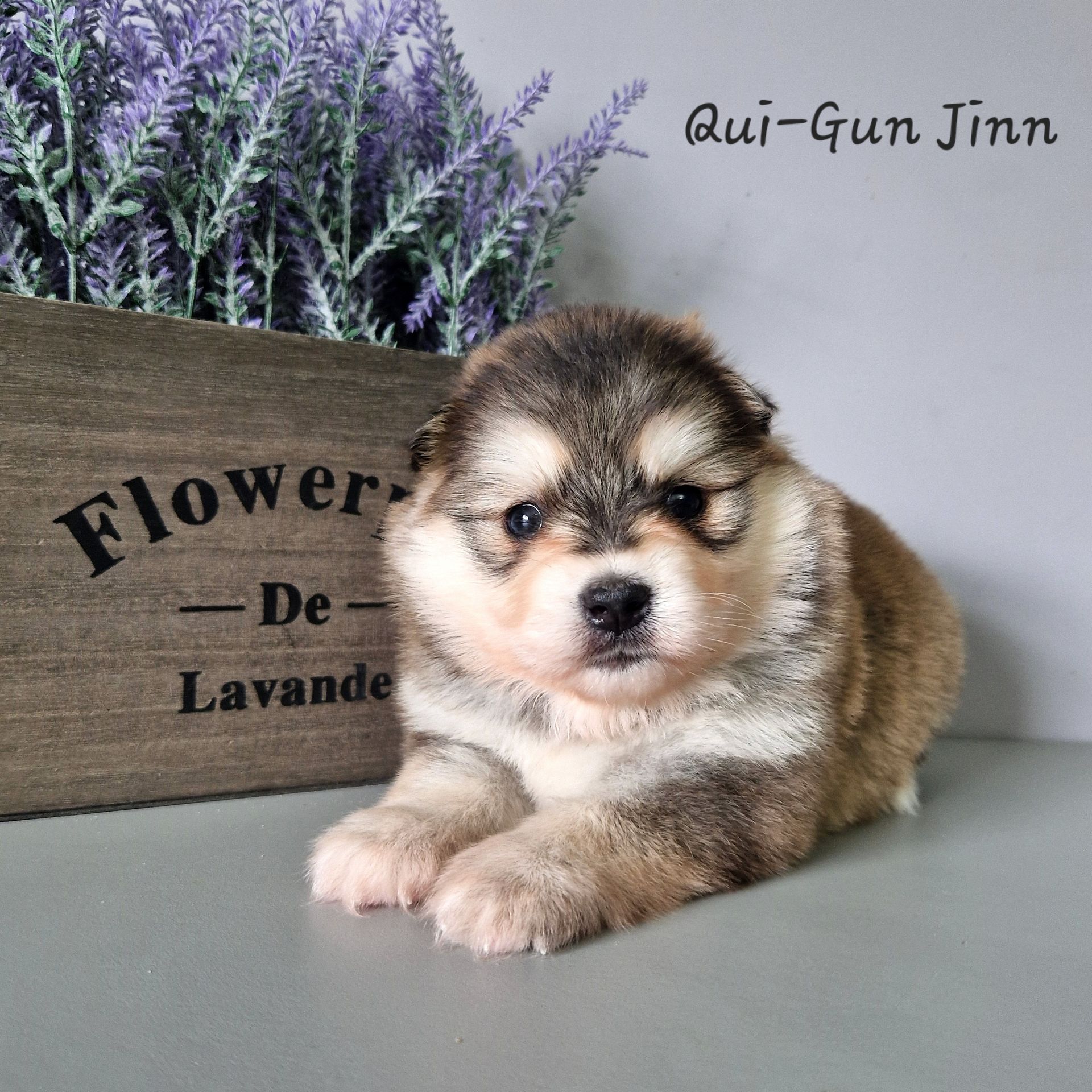 Available Pomsky Puppies