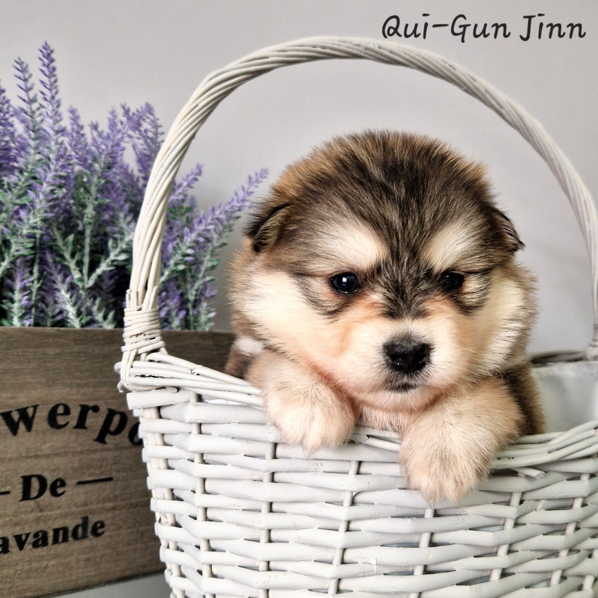 Available Pomsky Puppies