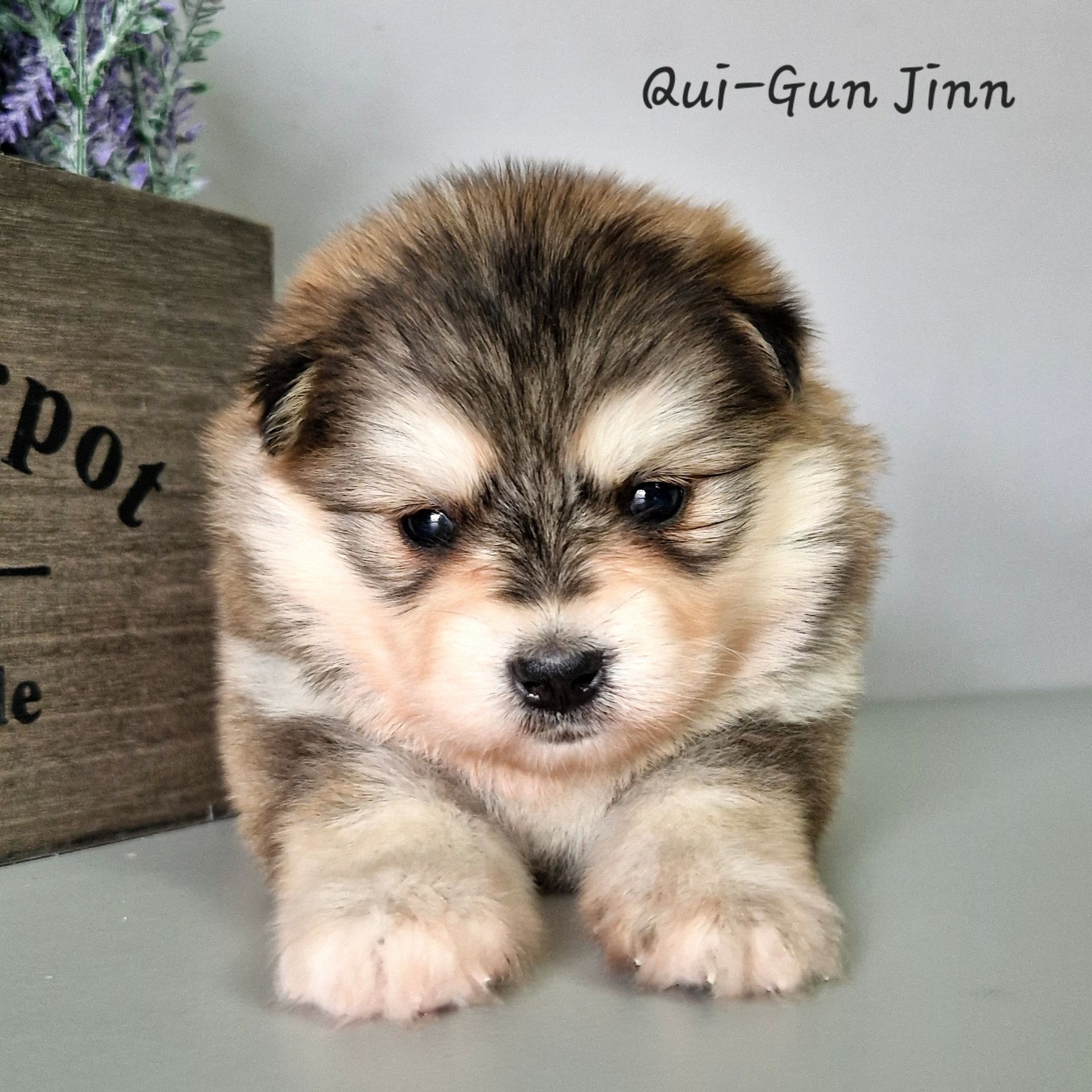 Available Pomsky Puppies