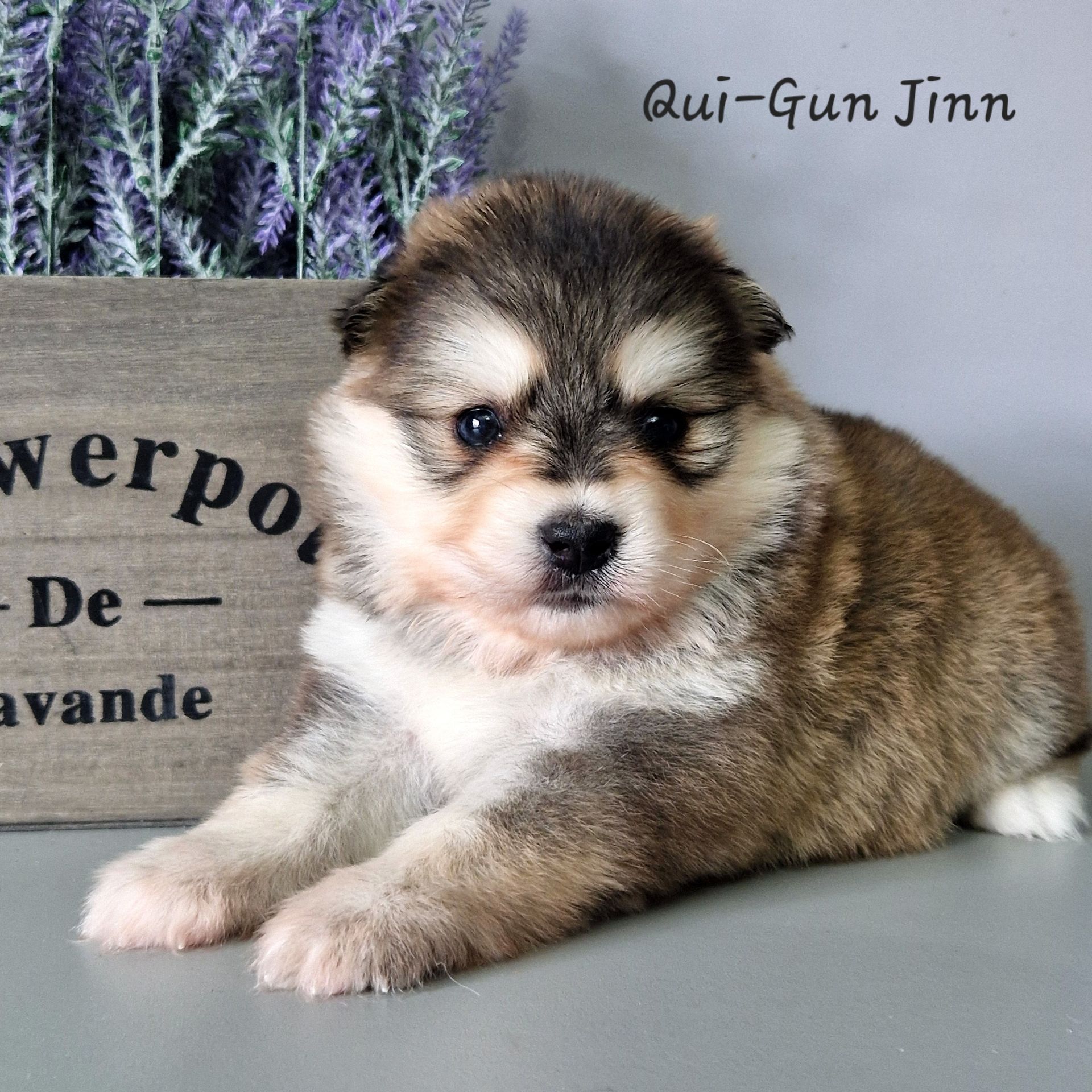 Available Pomsky Puppies