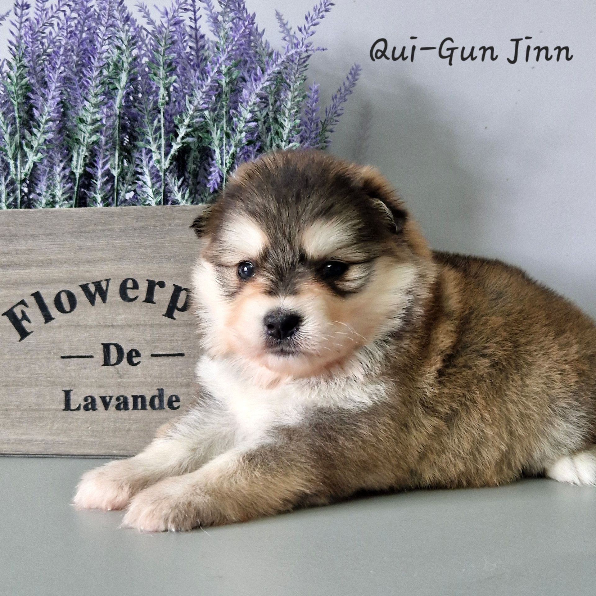 Available Pomsky Puppies