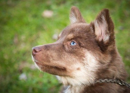 Pomsky Breeder UK