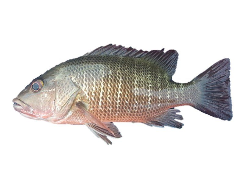 Mangrove Jack