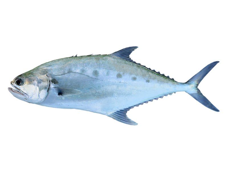 Queenfish