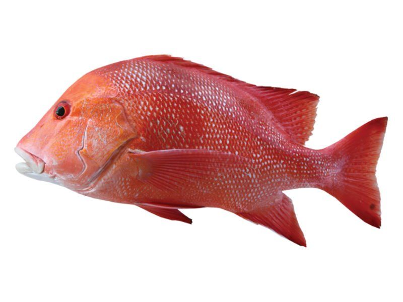 Red Emperor