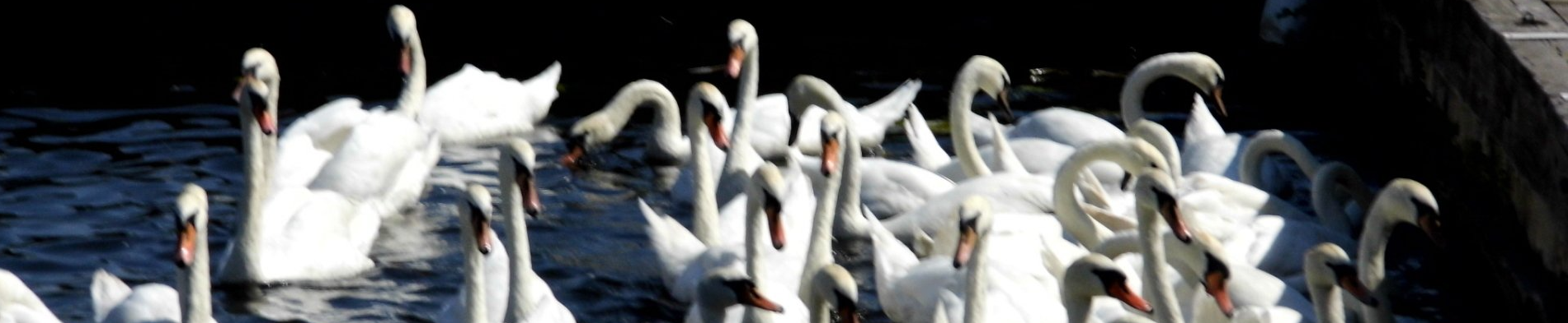 20 swans in water in mooring outsie cottage