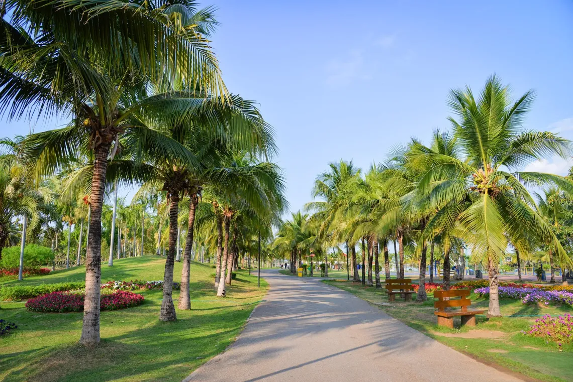 Sidewalk lined with palm trees in Plantation, FL