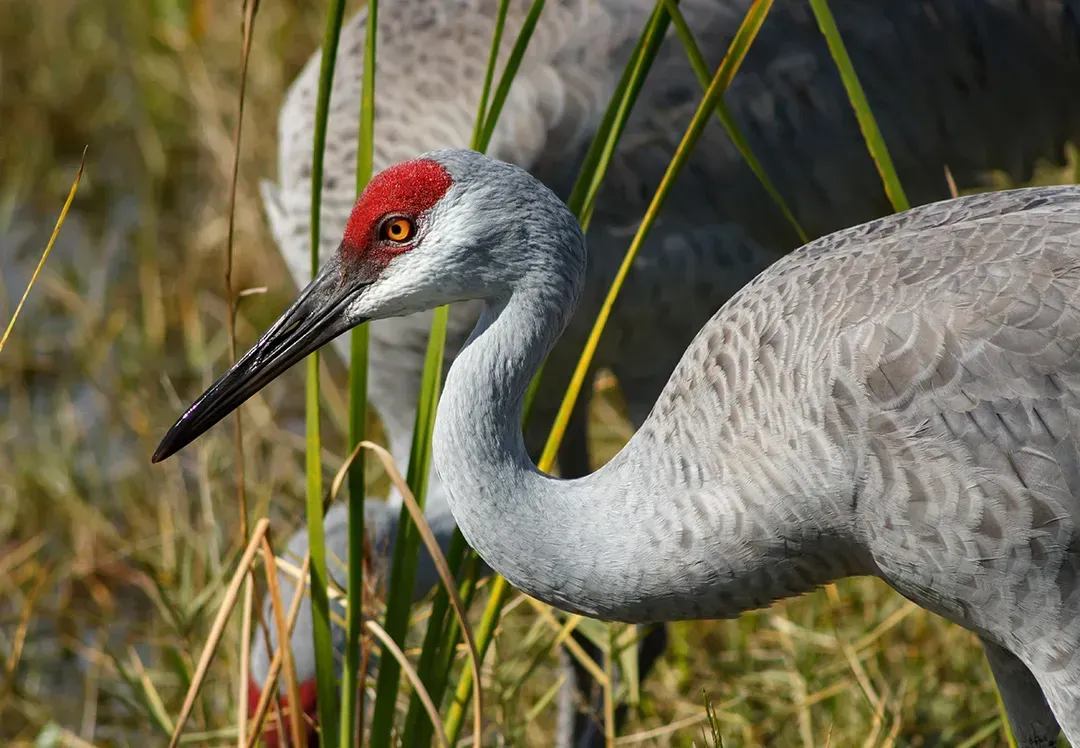 Everglades Crane with red on face. Grief resources in Plantation and Sunrise, FL