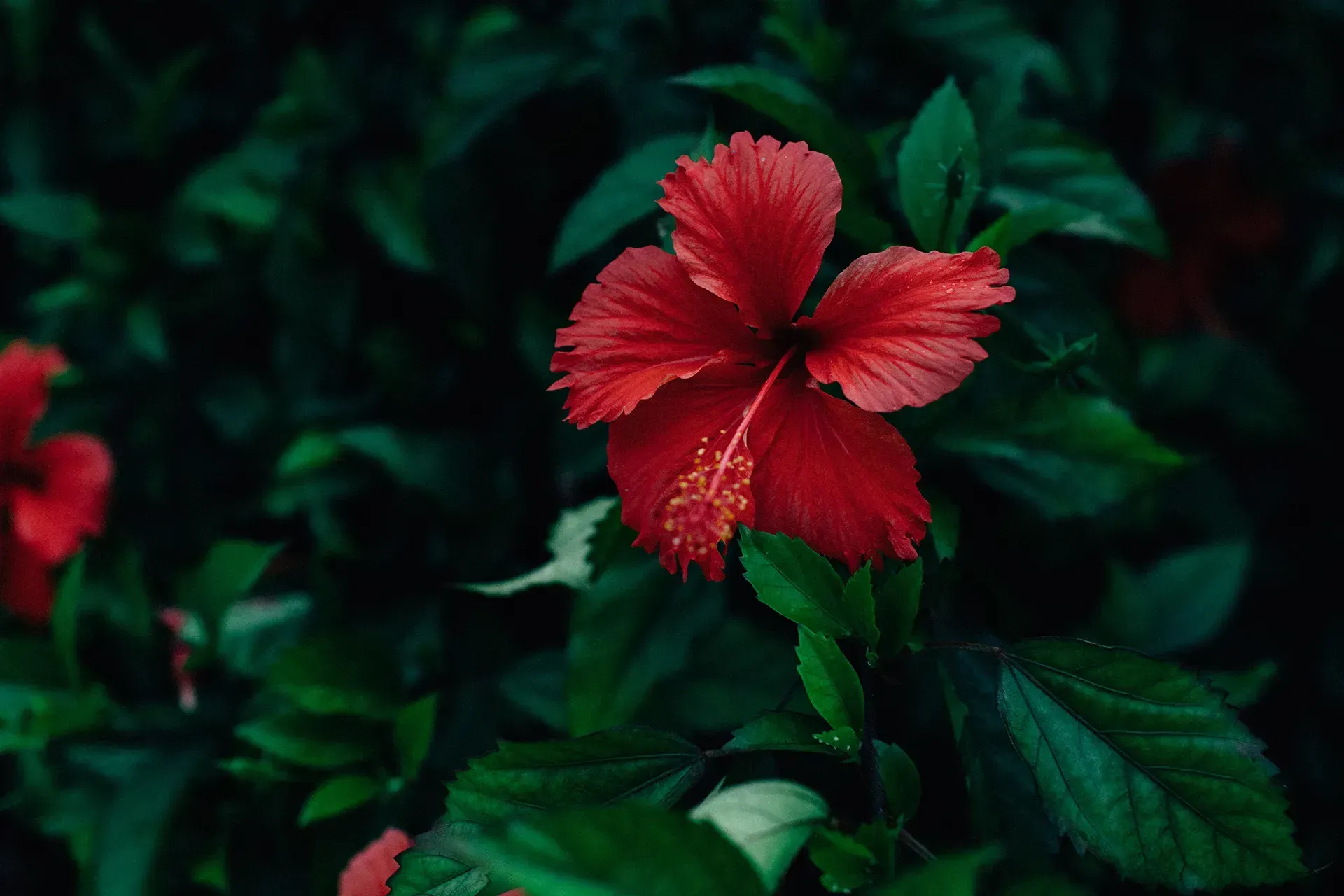 Vibrant red hibiscus flower. Send flowers to loved ones in Plantation and Sunrise, FL through T.M. Ralph Funeral Home