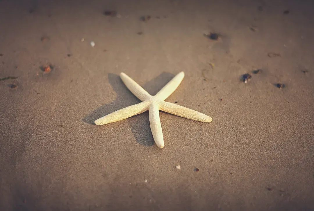 White rounded edged star fish on sand. Pre-plan funeral and cremation arrangements in Plantation and Sunrise, FL with T.M. Ralph Funeral Home