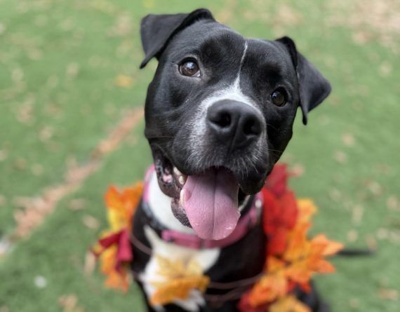 Pet of the Week