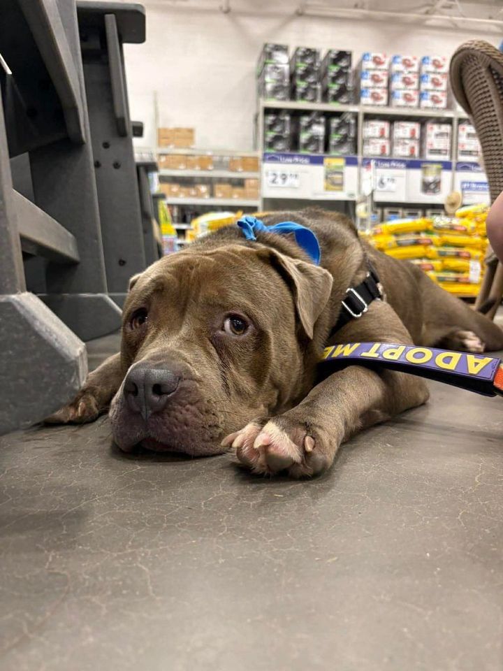 Pet of the Week