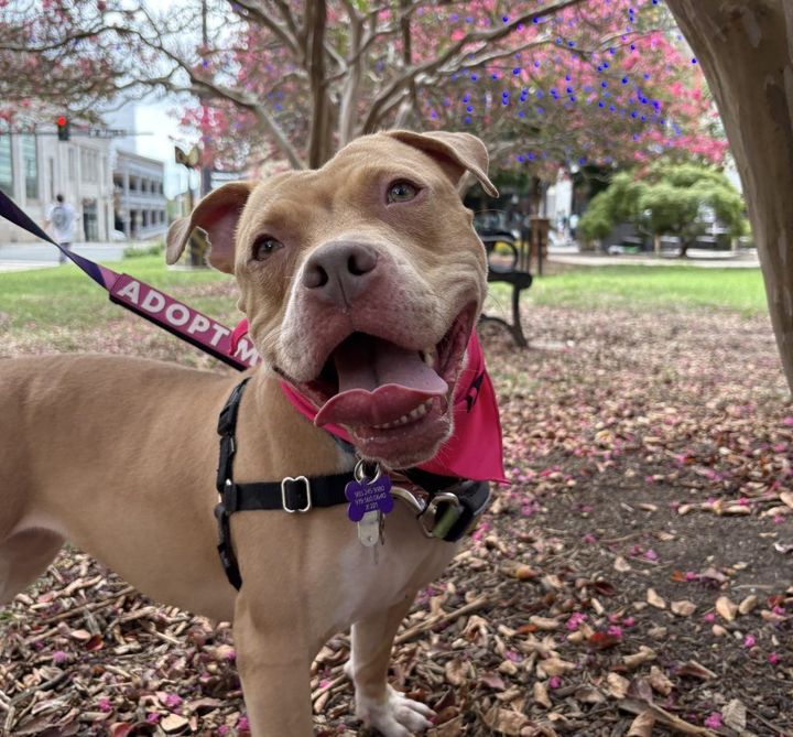 Pet of the Week