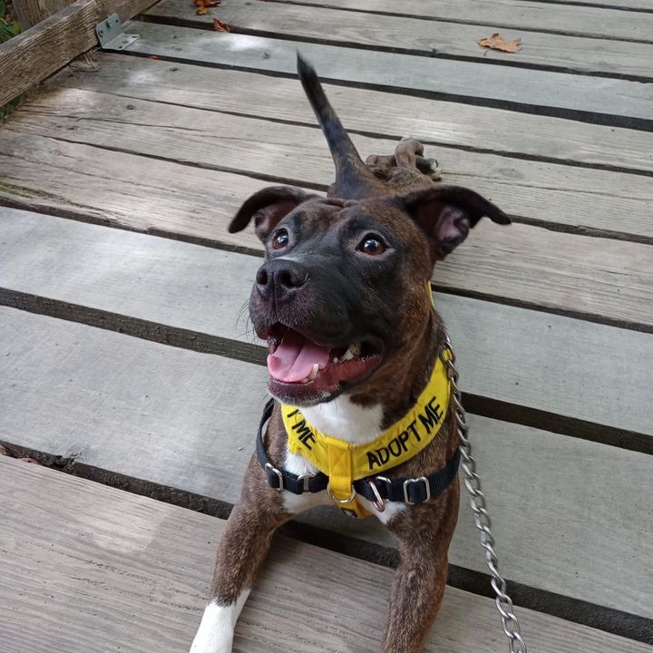 Pet of the Week
