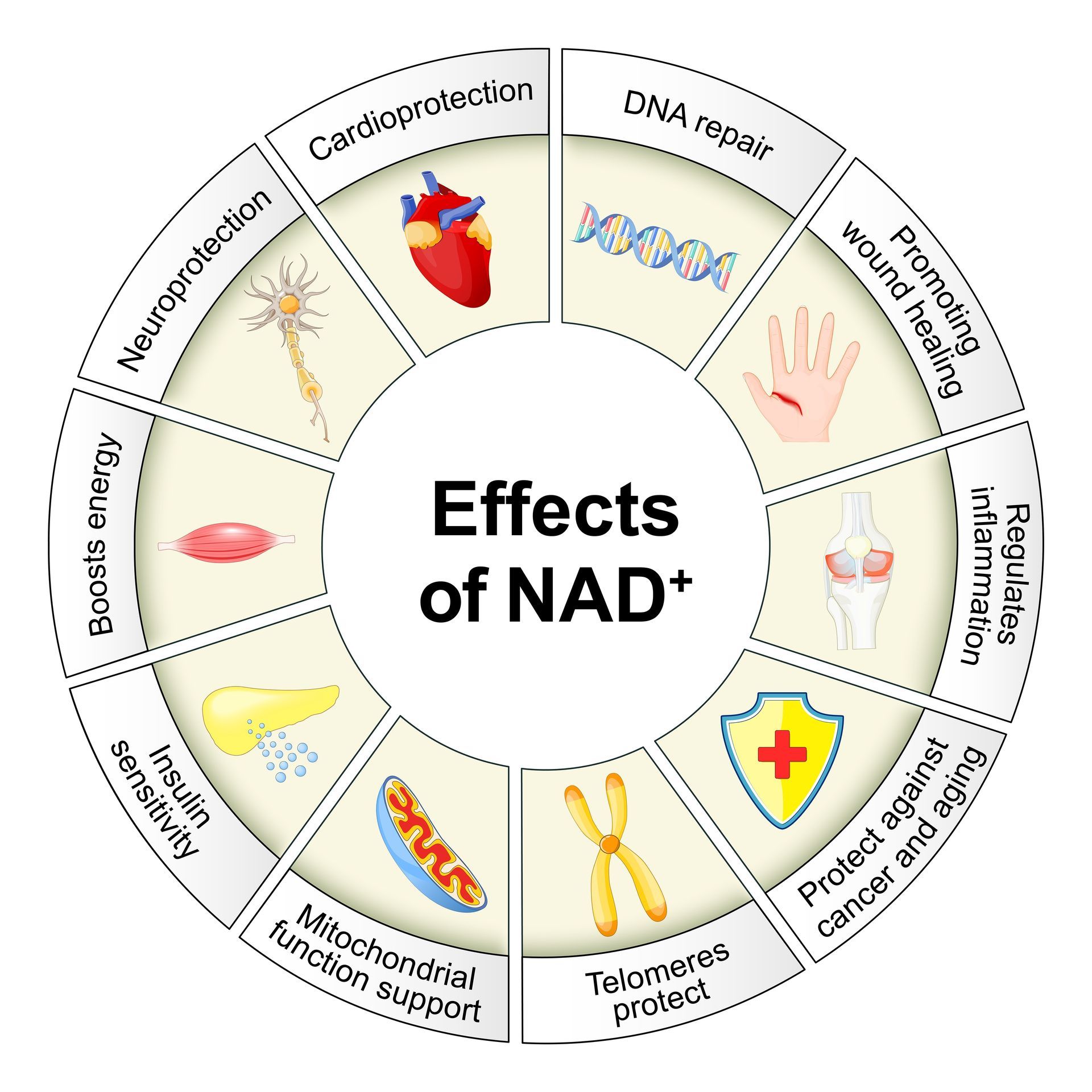 NAD+ cellular support illustrating energy production, metabolic efficiency,& longevity wellness